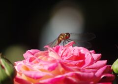 白露　アキアカネ？