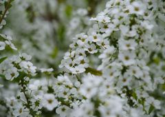 春風　ユキヤナギ