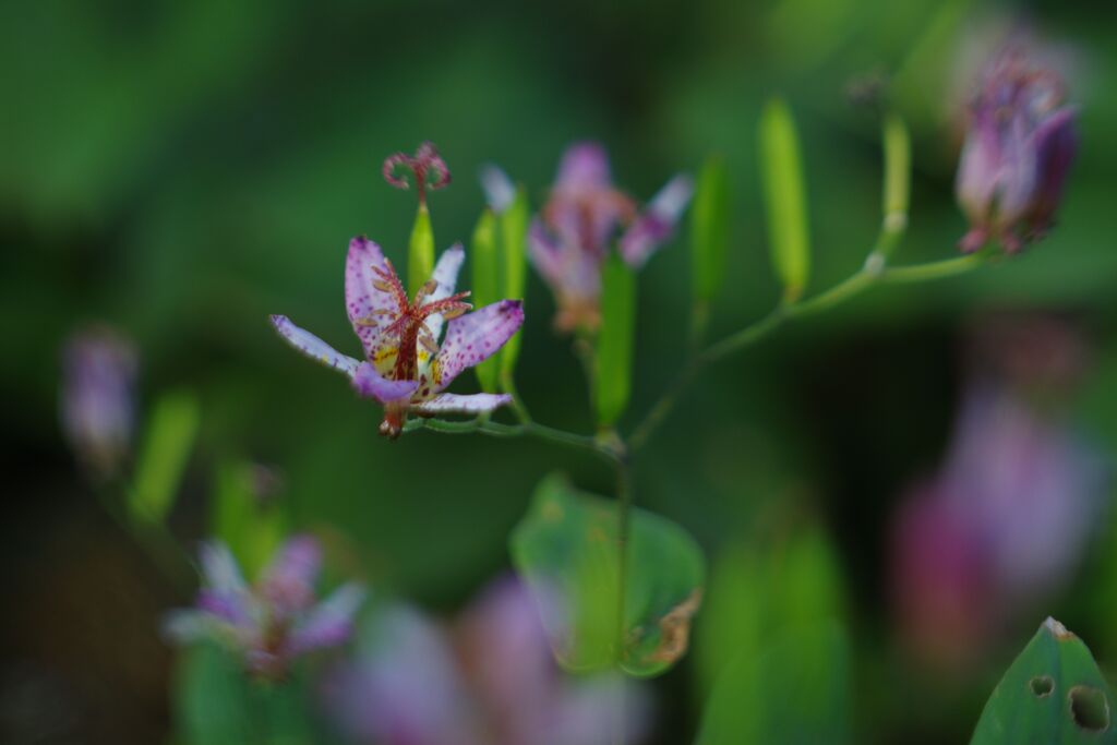 落日　ホトトギス
