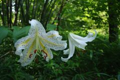 路傍　ヤマユリ