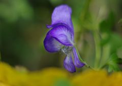 寒露　サラシナショウマ　Ⅱ