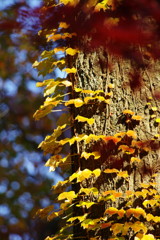 秋を探して　蔦