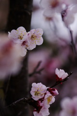 春だ・・・　桜　２