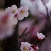 春だ・・・　桜　２