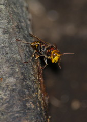 虫達を追って　スズメバチ　Ⅱ
