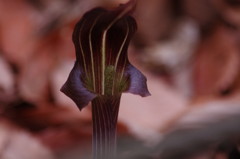 春を探して　マムシグサ