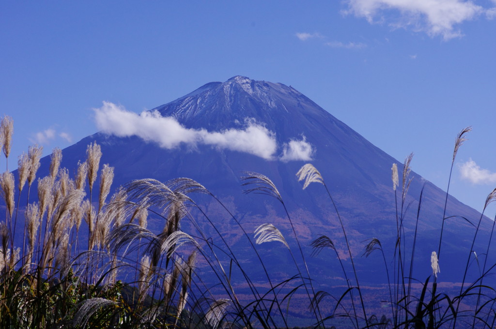 秋を探して　富士山とススキ