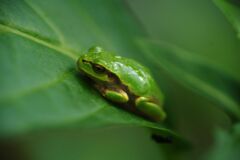 季夏　アマガエル