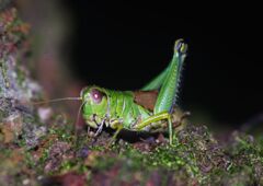 万来　トノサマバッタ？