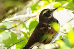 野鳥を探して　ツグミ　？