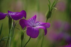 万緑　ムギセンソウ