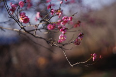仲春　紅梅