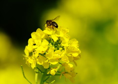 花と虫達　ミツバチ