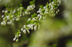 春爛漫　ドウダンツツジ
