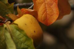 白露　山柿（盆栽）