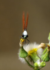 花と虫達　カワトンボ　Ⅲ
