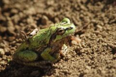 万緑　冬眠明け？