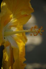 春光　ハイビスカス