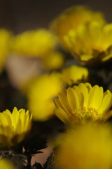 仲春　福寿草　Ⅱ