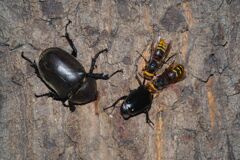 季夏　スズメバチとカブトムシ