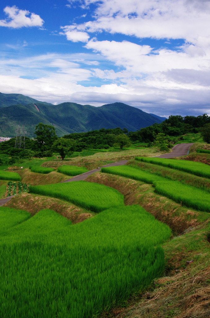 旅写真　姨捨の棚田