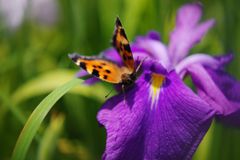 立夏　菖蒲　Ⅲ