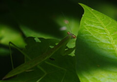 蝉時雨　カマキリ