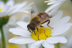 中春　ミツバチ