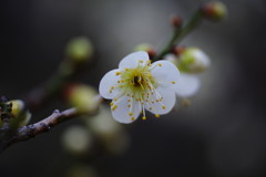 春を探して　梅の花様々　Ⅲ
