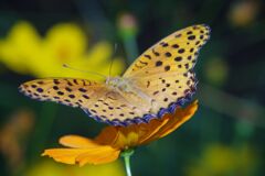 秋思　ツマグロヒョウモン　Ⅱ