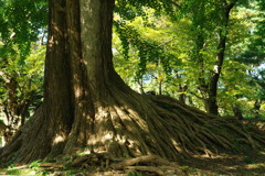 旅写真　弘前城