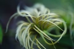 行秋　クレマチス　Ⅱ