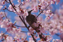 春爛漫　満開桜　2