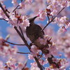 春爛漫　満開桜　2