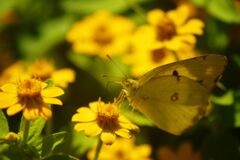 万来　モンキチョウ