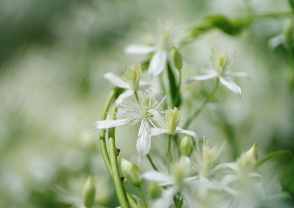 初秋　花の名？？？