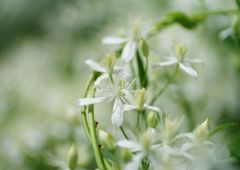 初秋　花の名？？？