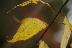 寒冷　黄葉