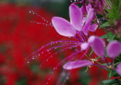 季夏　クレオメ