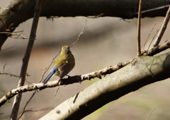 野鳥を探して　ルリビタキ　♀　Ⅱ