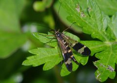 仲夏　ベッコウバチ？　Ⅱ