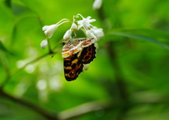 花と虫達　タテハチョウ　？