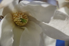 春光　木蓮　Ⅱ