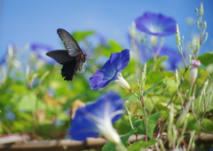 花と蝶　クロアゲハ　Ⅱ