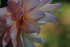 行秋　ダリア　Ⅱ