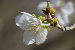 極月　四季桜　Ⅱ