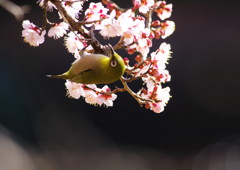 野鳥を探して　メジロ