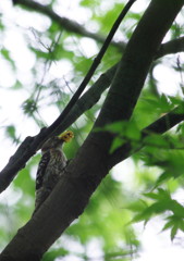 野鳥を探して　コゲラ