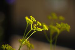 蝉鳴く　オミナエシ