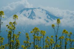 万緑　キカラシ（花の都公園）　